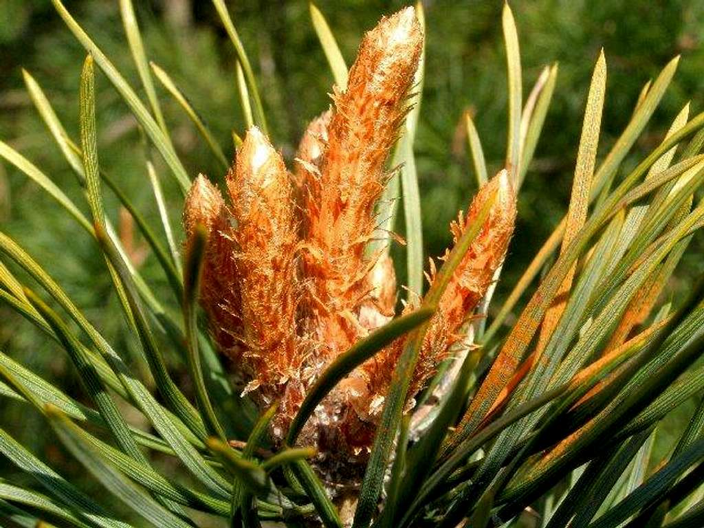 Pinus sylvestris - vegetative sprouts