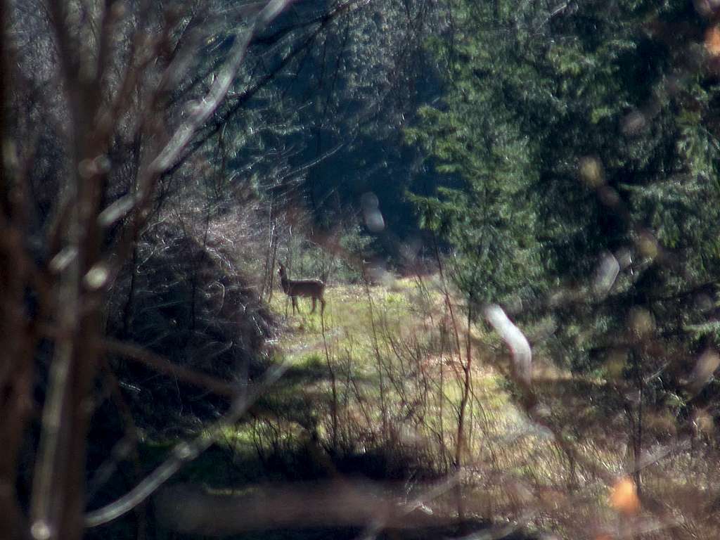 A deer on the Czech border