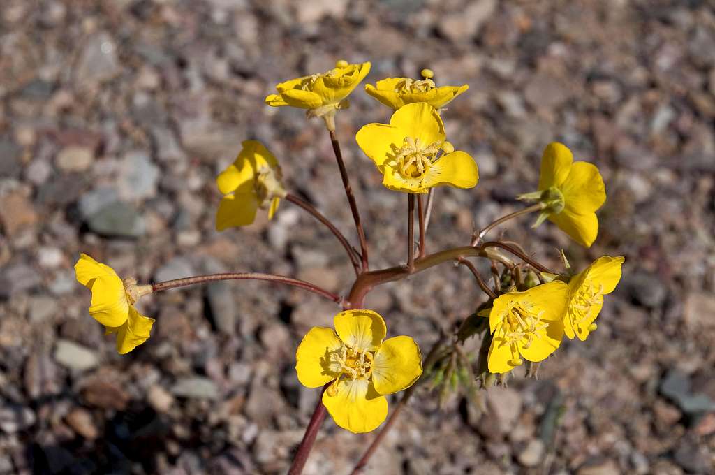 Mojave Sun Cups (<i>Camissonia brevipes</i>) 