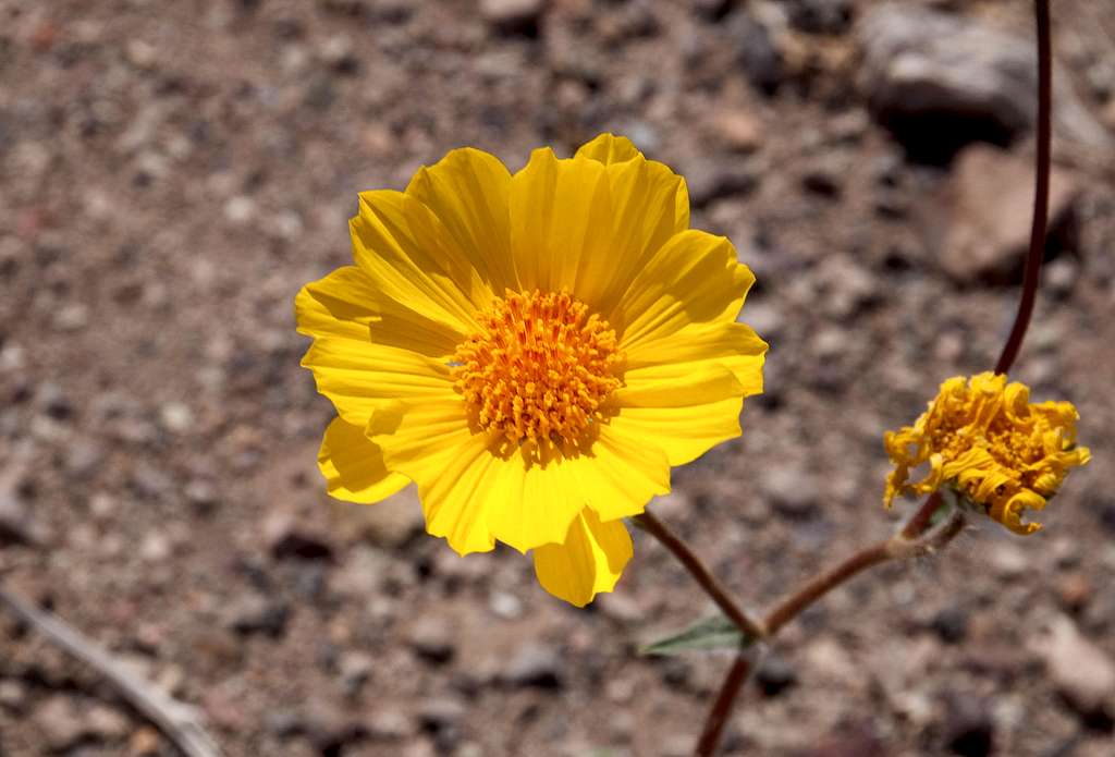 Desert Sunflower (<i>Geraea canescens</i>)