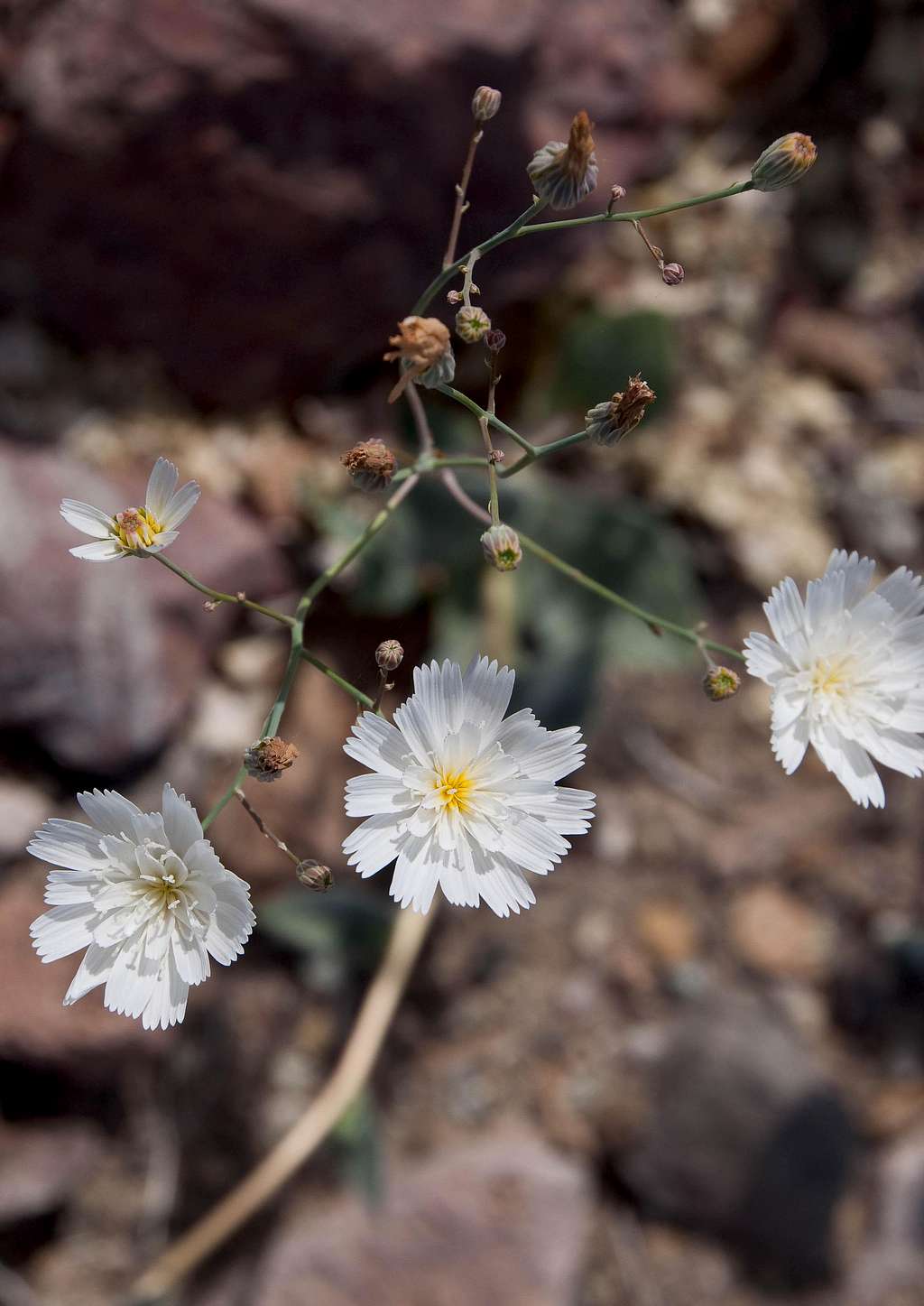 Desert Chicory (<i>Rafinesquia neomexicana</i>)