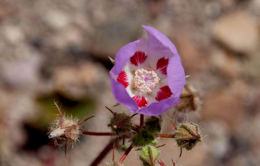 Desert Five Spot (<i>Eremalche rotundifolia</i>)