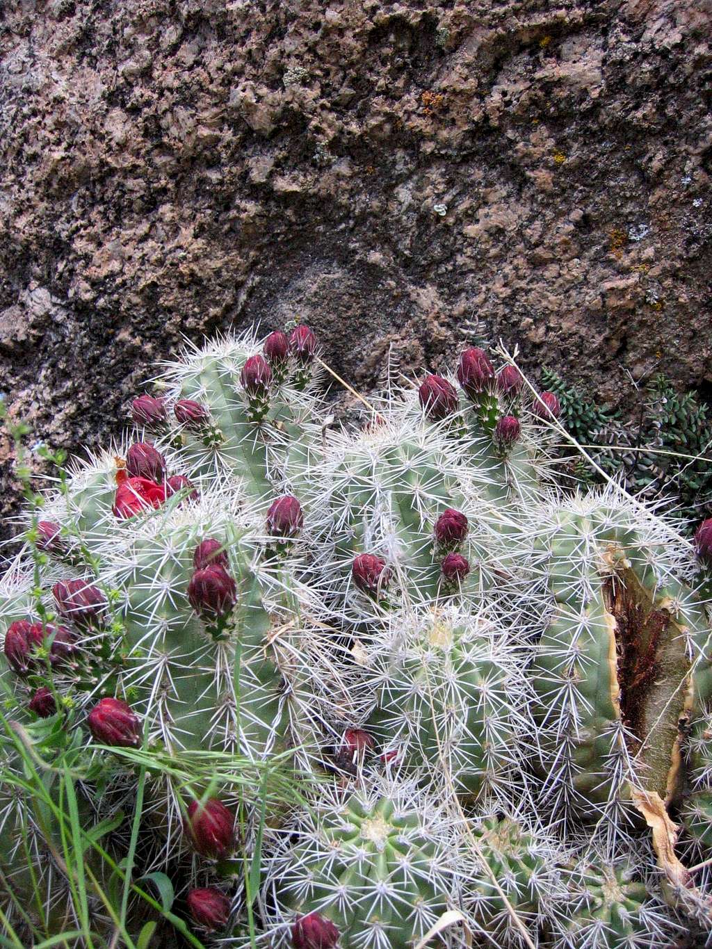 Cactus Clinging to Life