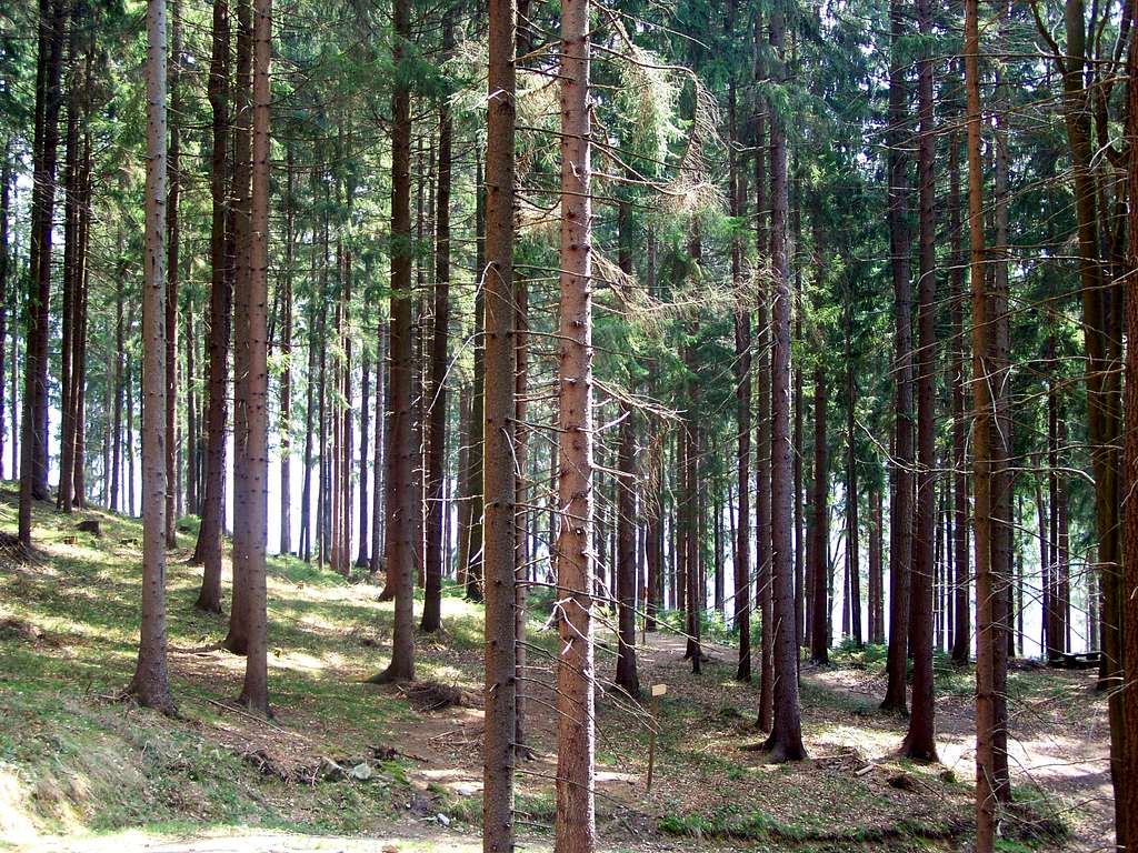 Spruce forest on Križevski vrh