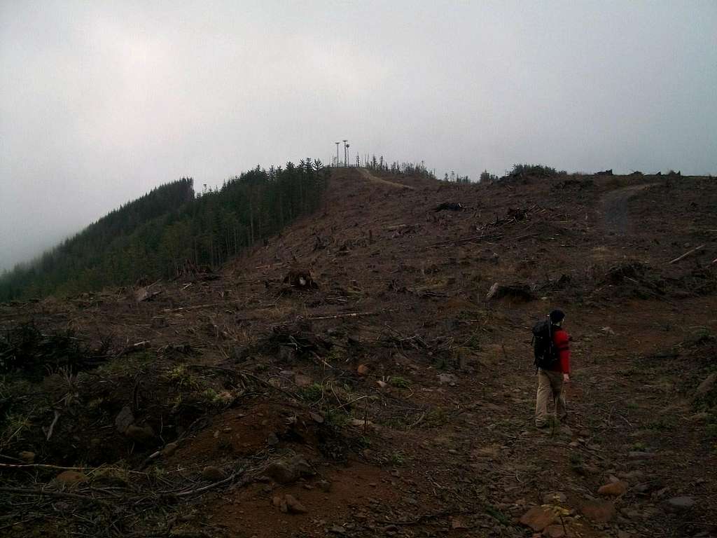 Clearcut on Larch Mountain