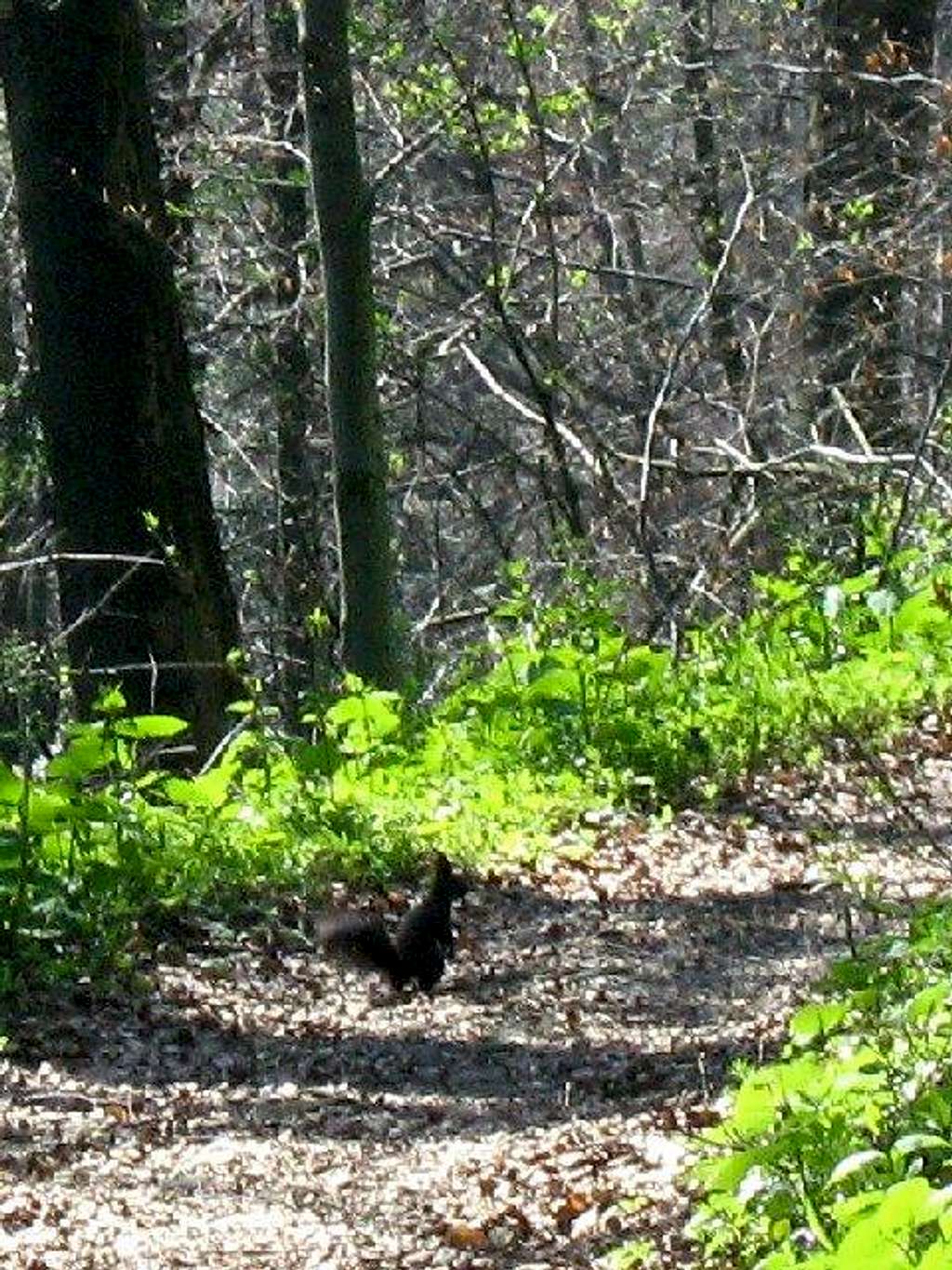 Squirrel on the trail