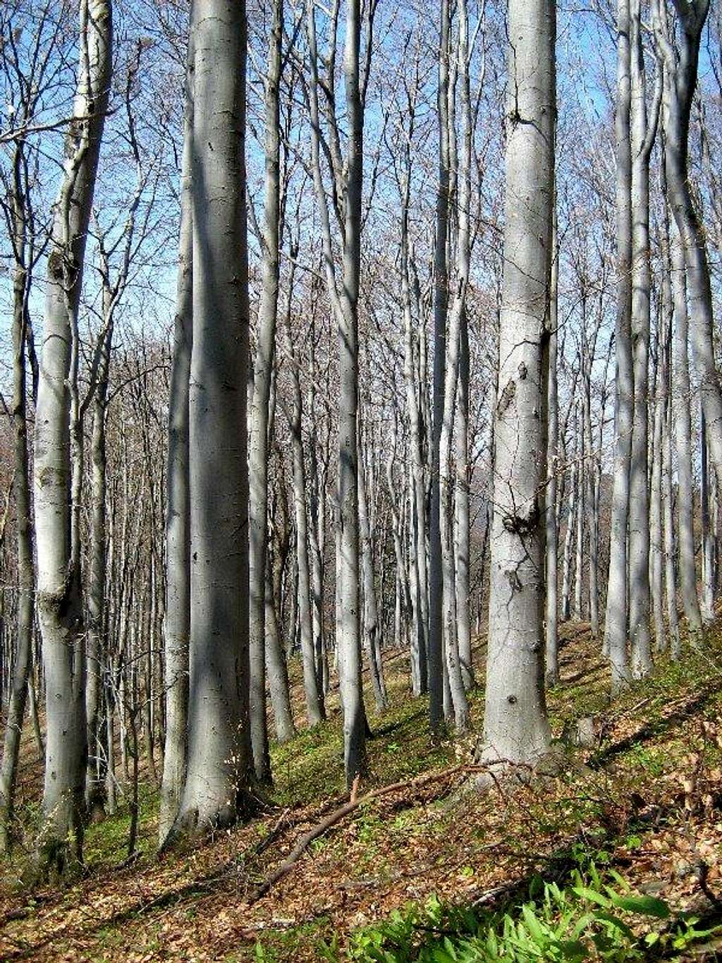 Forest on the slope of Mount Przedziwna