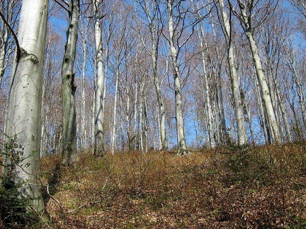  Forest on the summit of Mount Przedziwna