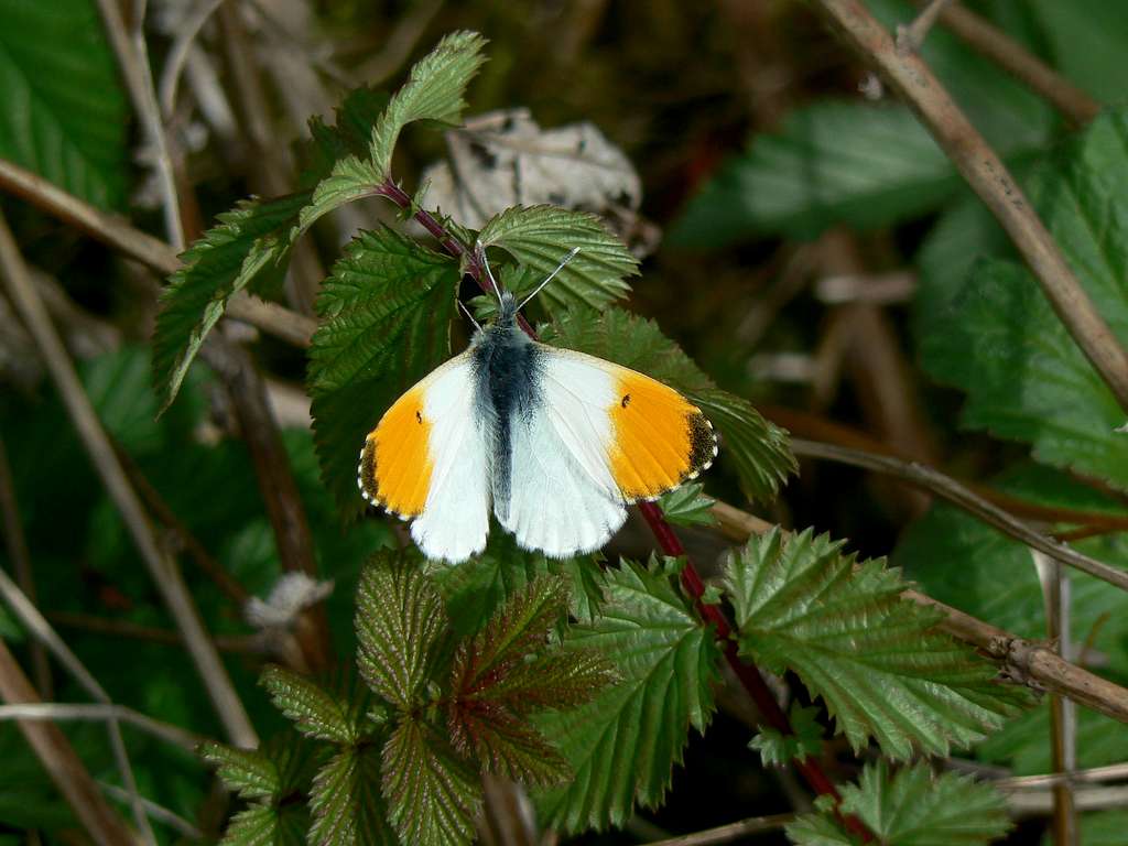 <i>Anthocharis cardamines</i>