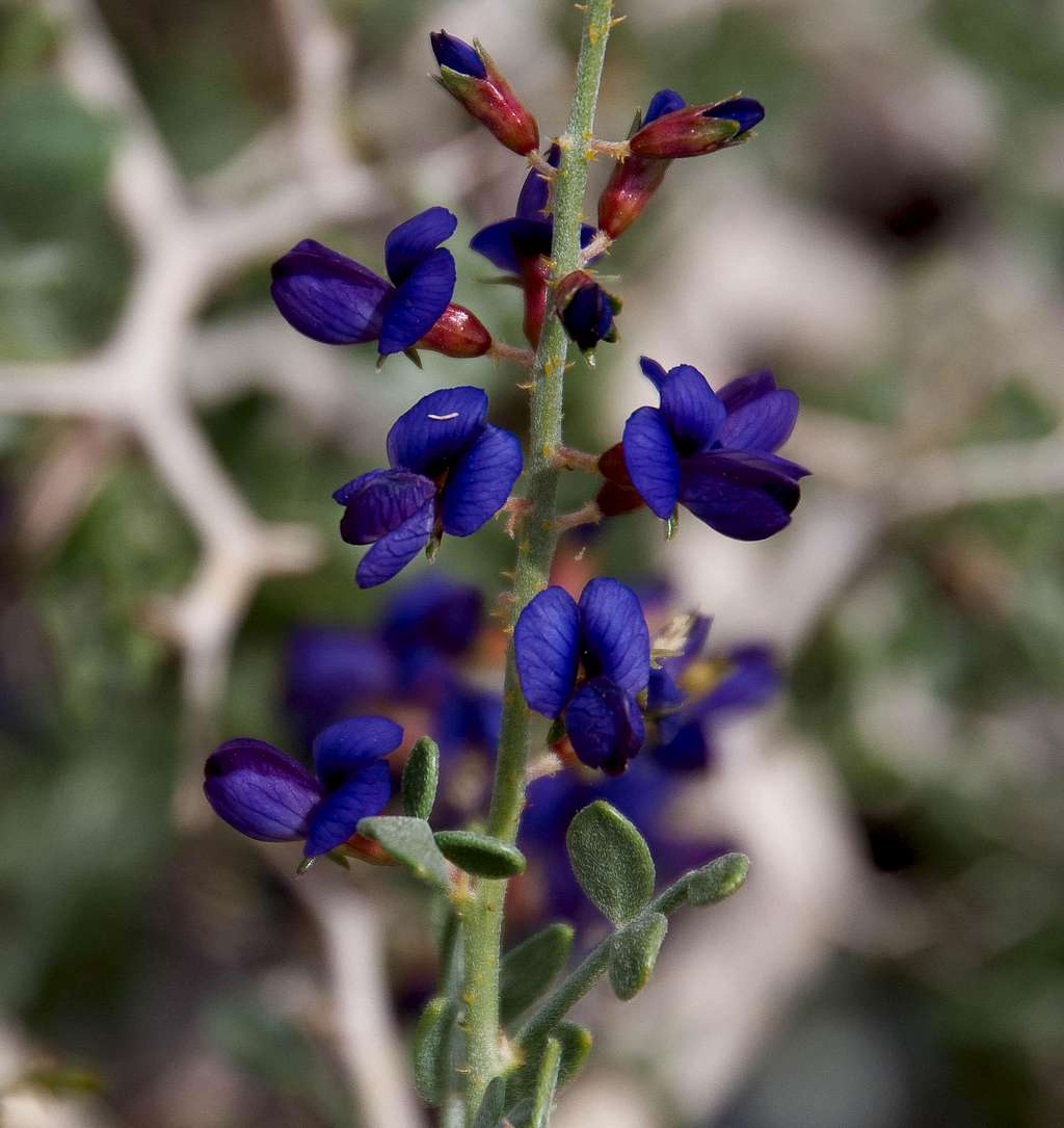 Indigo Bush (<i>Psorothamnus arborescens var. minutifolius</i>)