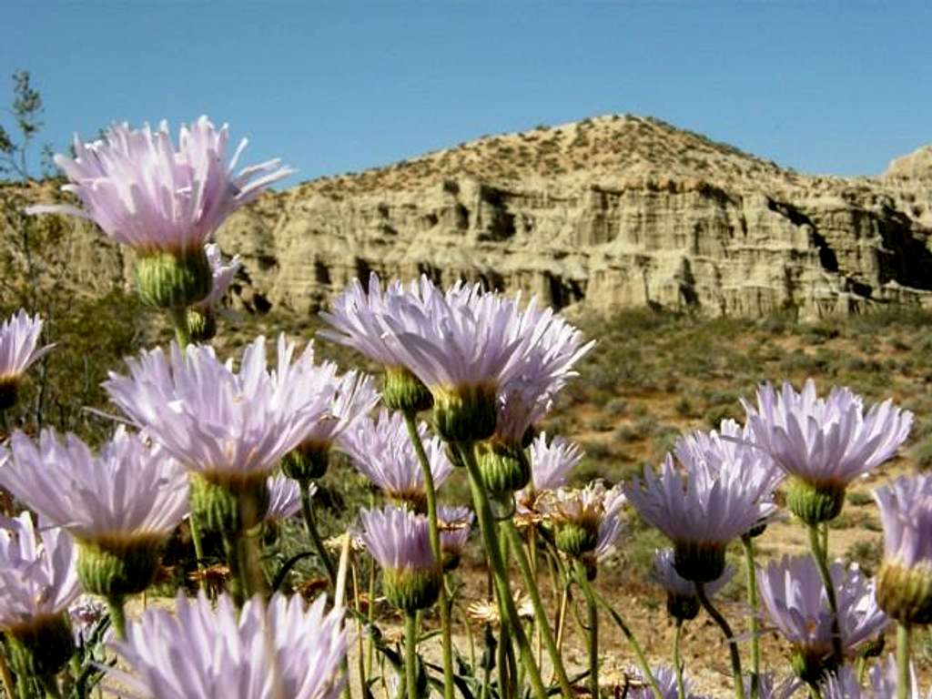 Mojave Asters and Cliff