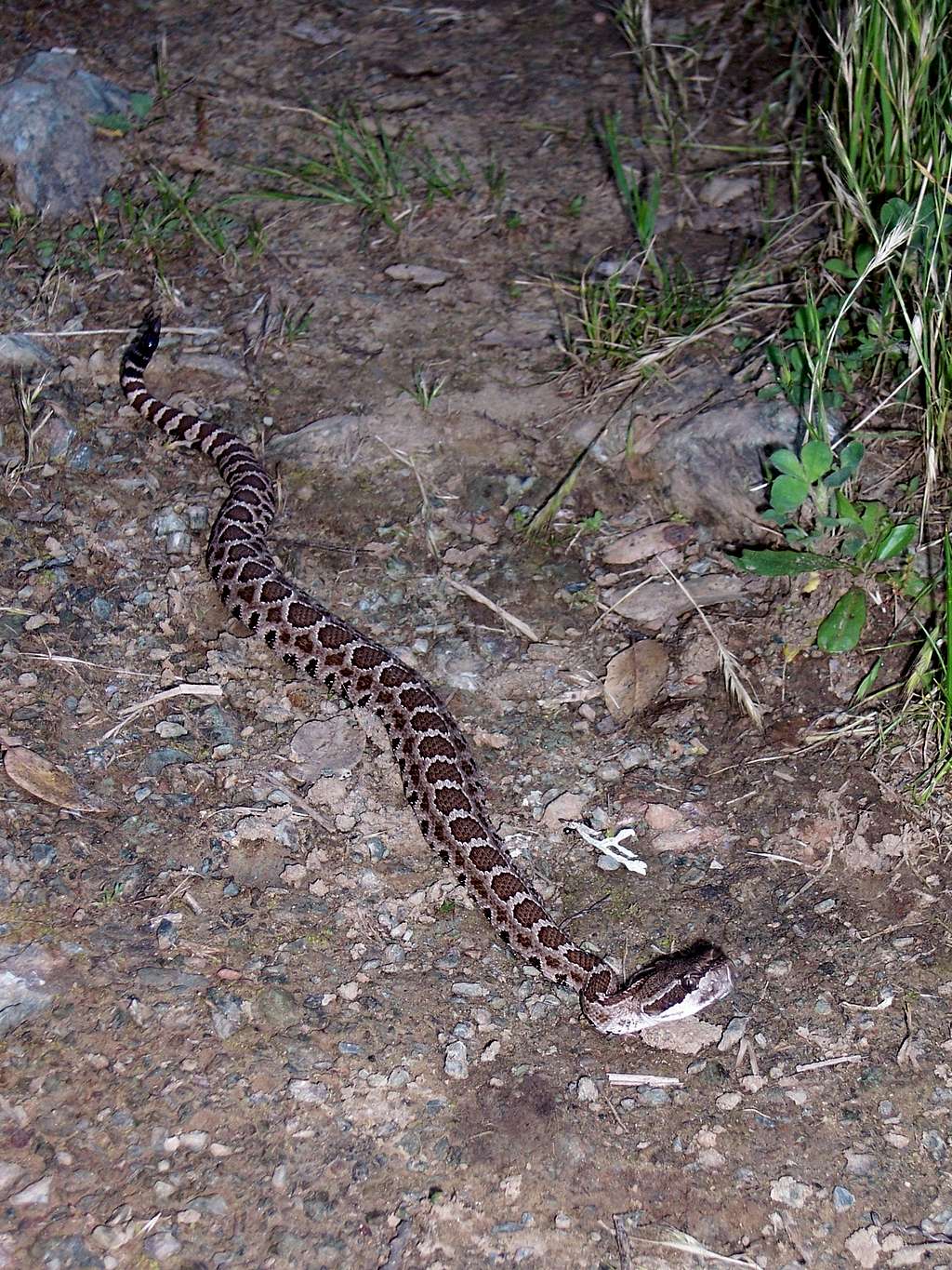 Northern Pacific Rattlesnake