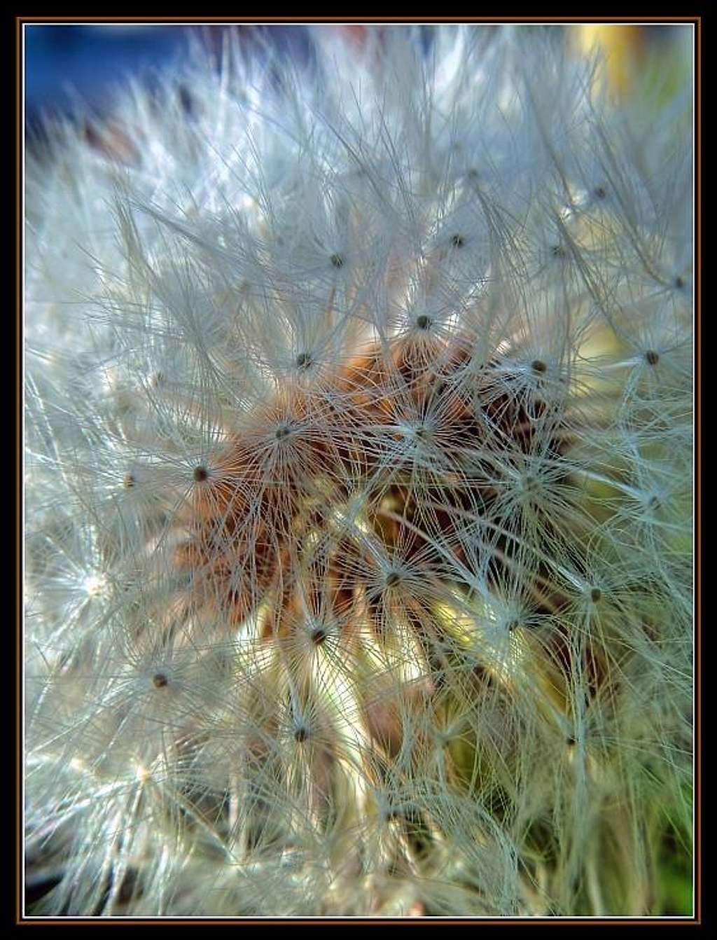 A typical weed through a Photographer's eyes