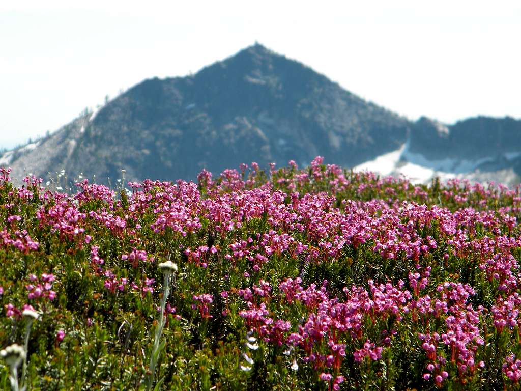 Pink Mountain Heather