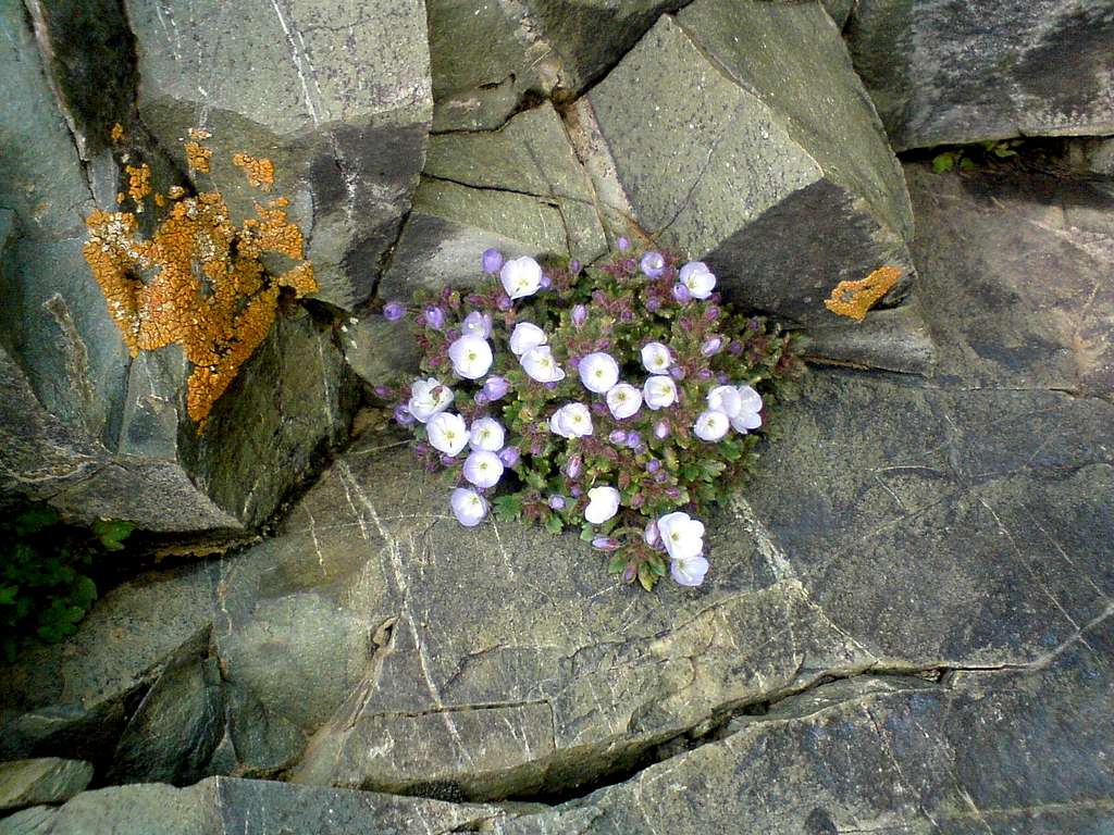 Rock Flower