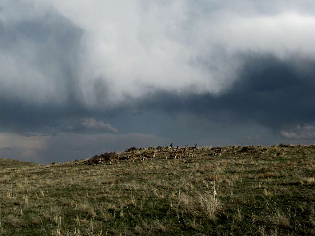 Mule deer