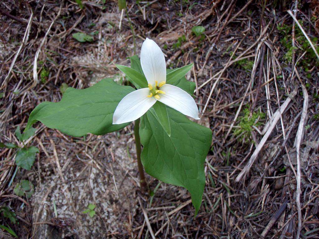 Western trillium