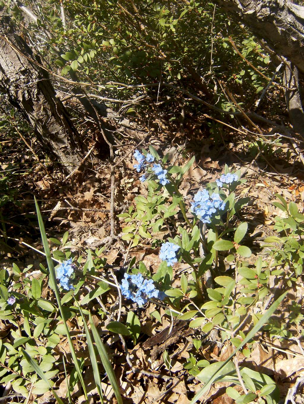 Wild flowers below Mt. Olympus