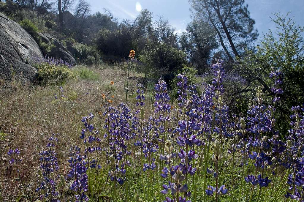 Wildflowers along the Kern River