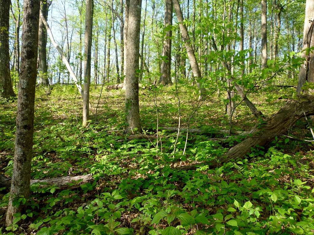 Hardwood forest on Granny Top