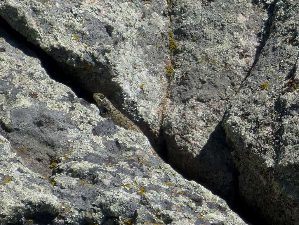 Lizard on the mountain