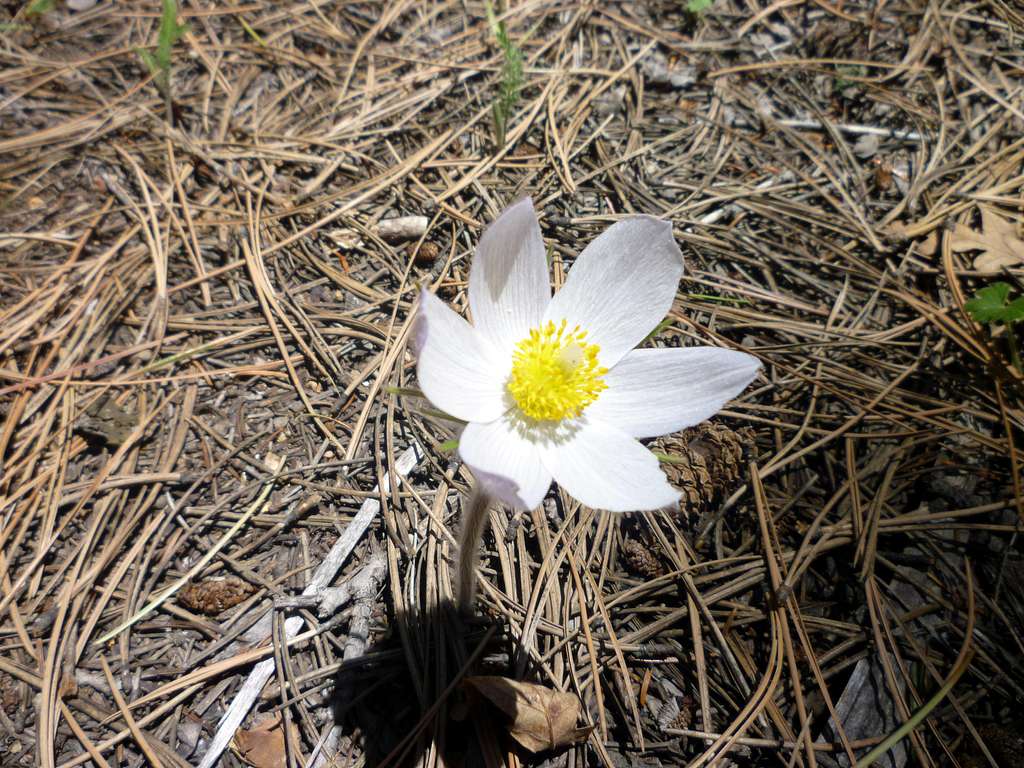 Closeup of a Pasqual Flower