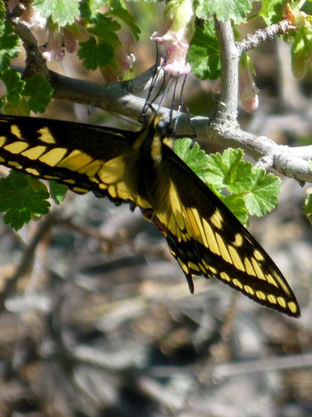 Tiger Swallowtail on mountain mahogany
