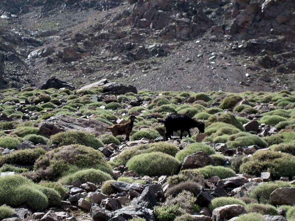 Mountain Goats (for trip report)