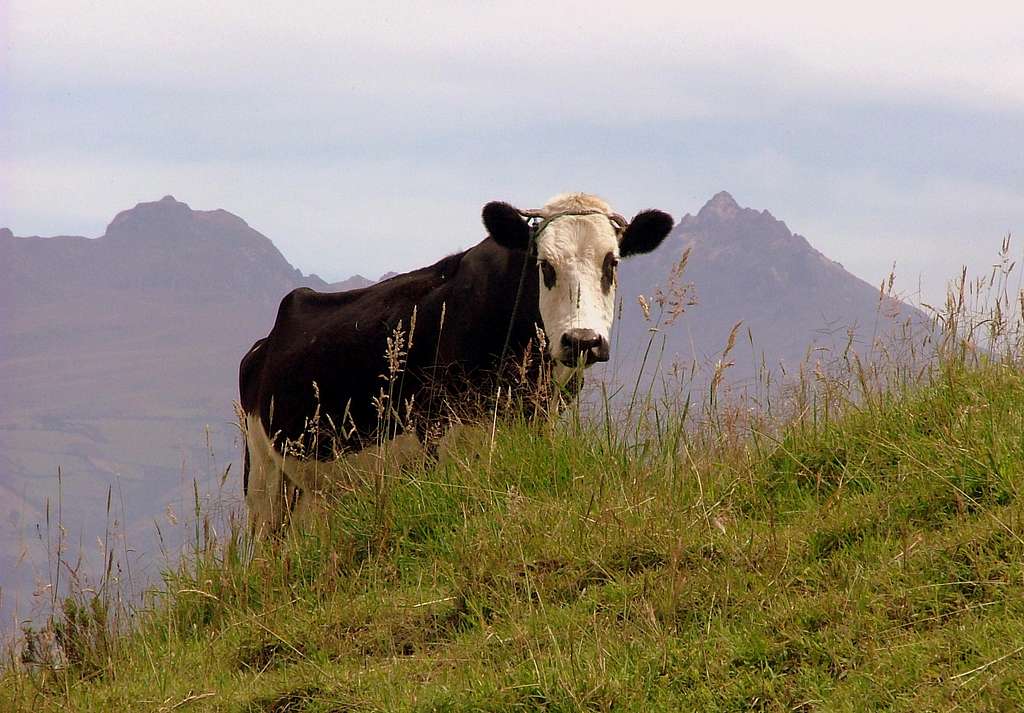 Cattle on Ilaló.