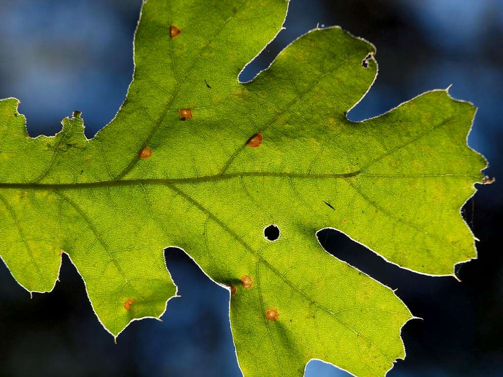 Sunlit Leaf