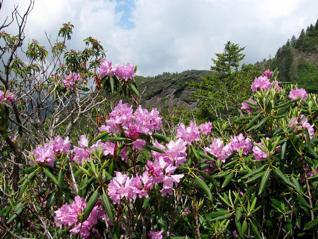 Smokies Spring Rhododendron