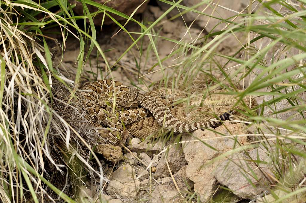 Rattlesnakes Mating