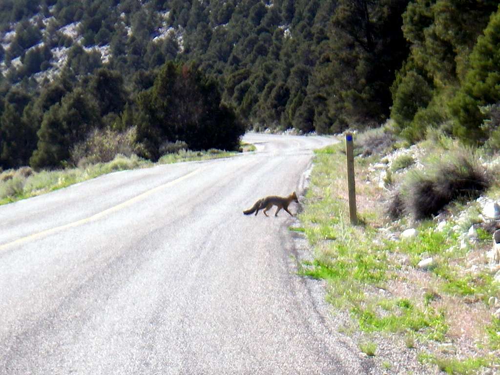 A Baby Fox at Great Basin National Park