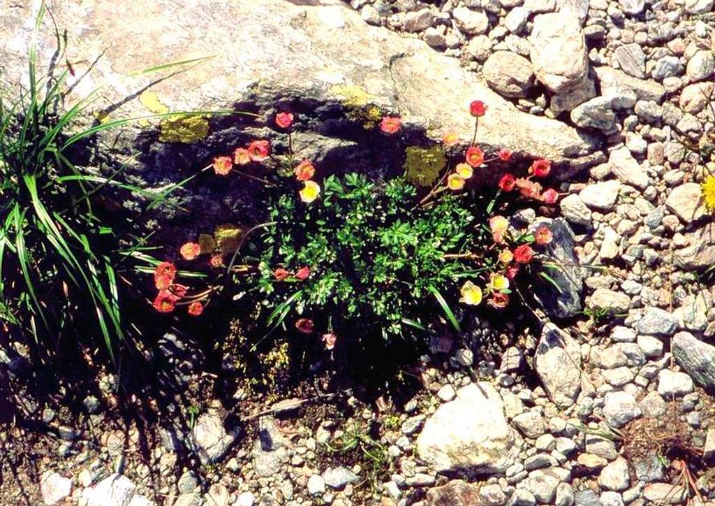 Glacier crowfoot...