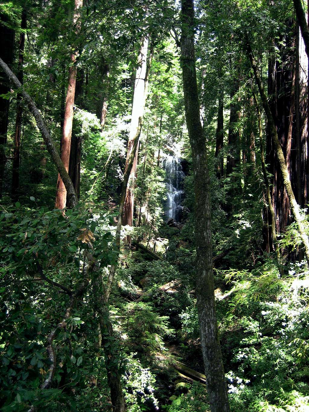 Berry Creek Falls, Big Basin SP, CA