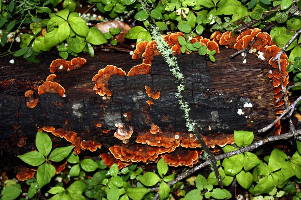 Fungi on log
