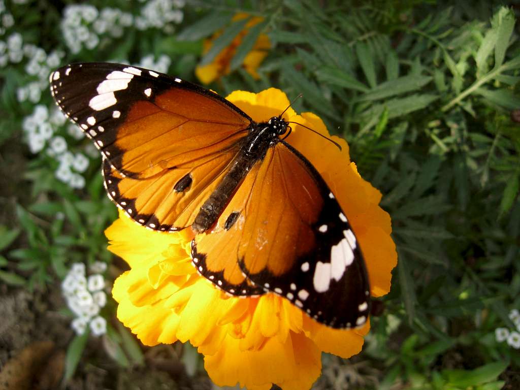 a butterfly in my lawn
