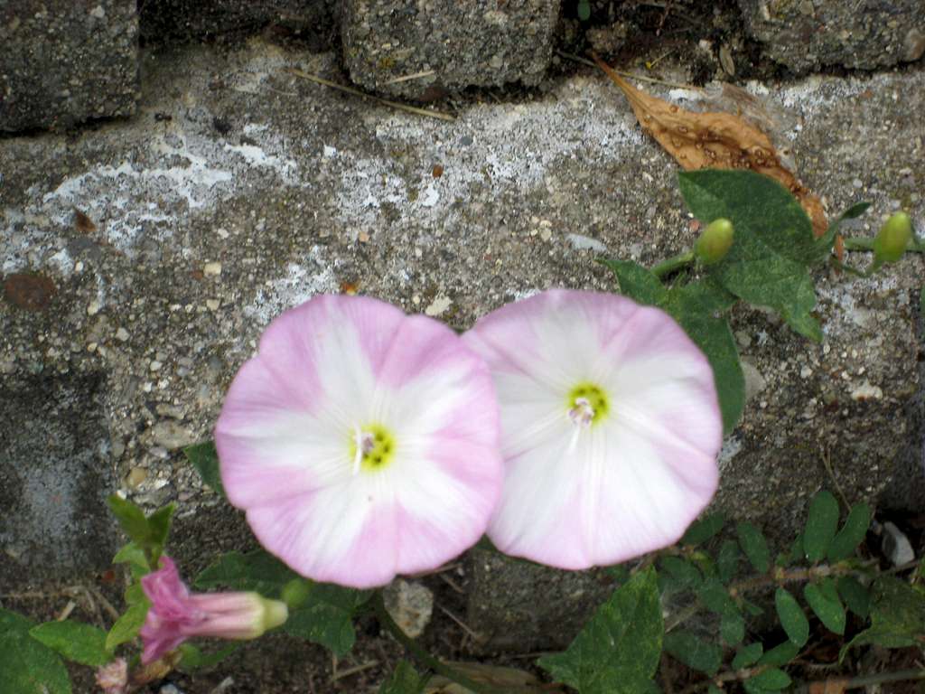 20100605 1102 flowers2