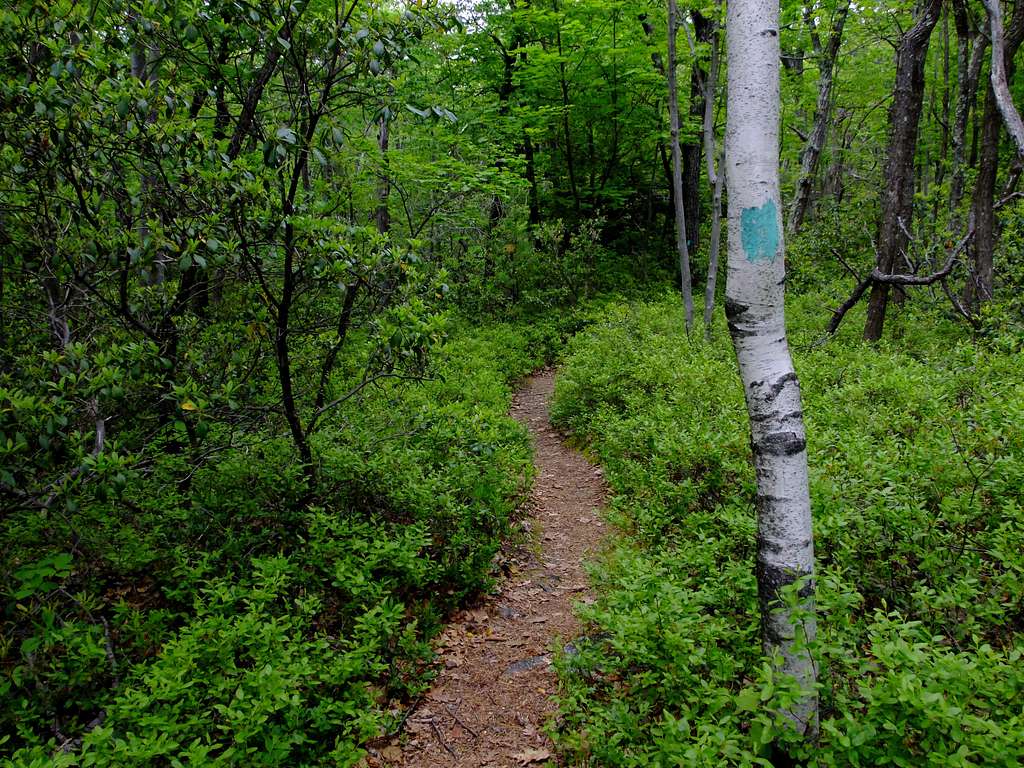 Secluded Trail in the Shawangunks