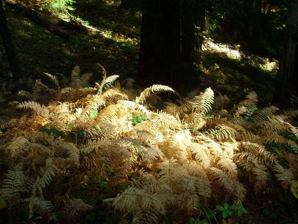 For a bunch of dying ferns....