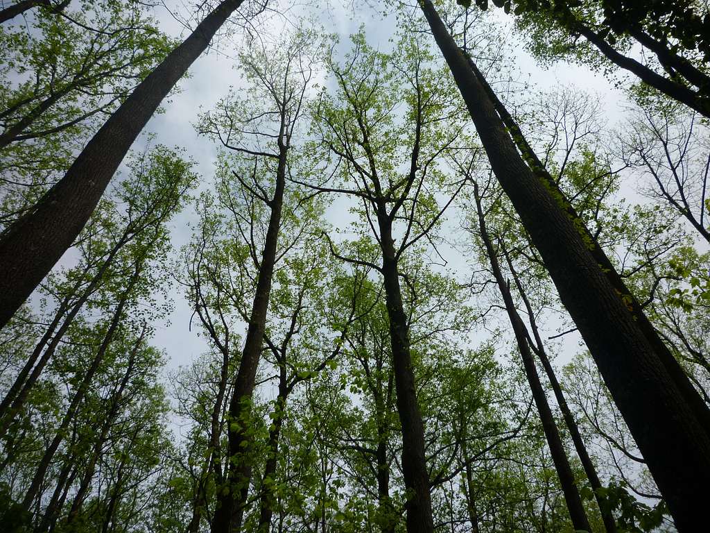 Rich Mountain Tulip Trees