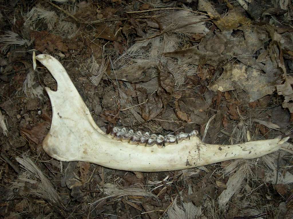 Whitetail Deer Jawbone