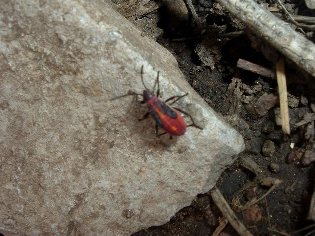 Tiny Red Bug on Tree Spring Trail