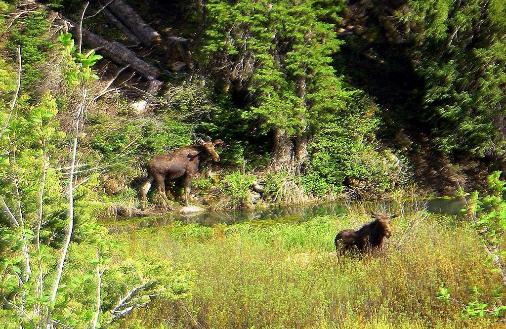 Two Moose at the base of Kessler Peak