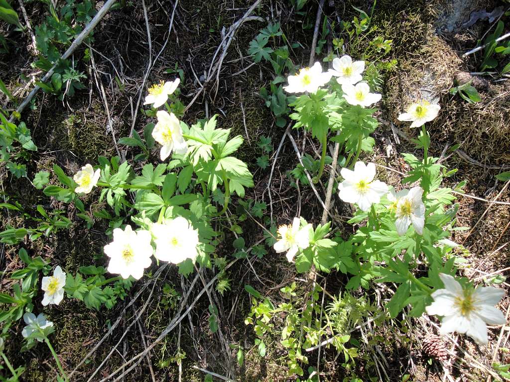 Wild Flowers