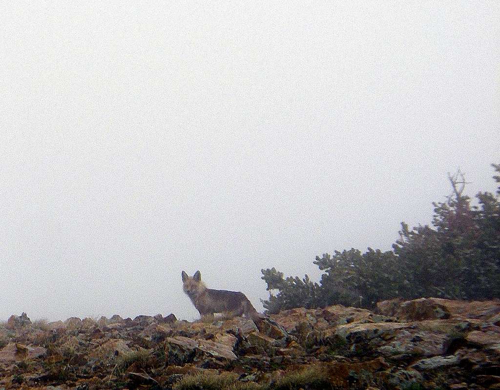 A fox in the fog at the summit of Mt Baldy
