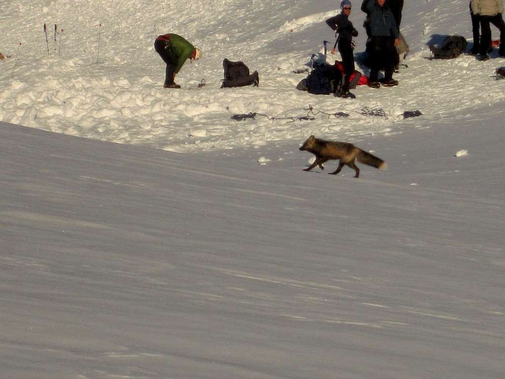 Fox at camp Muir