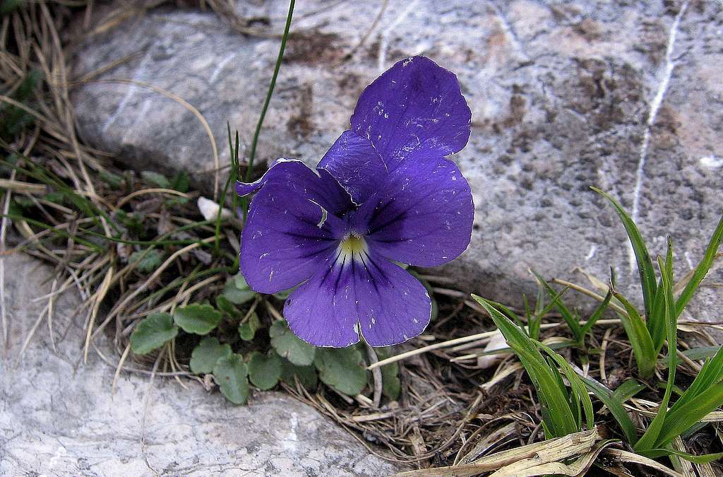 Viola alpina.