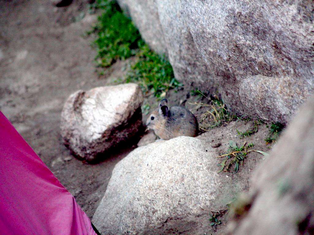 A mouse in the mountains
