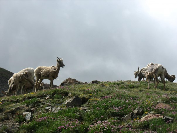 Wheeler Peak Wilderness, NM